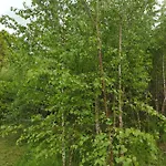 W Brzozach Sznurki Spokojna 1 - Chmielno, Kaszuby, Dom, Jezioro *