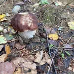 W Brzozach Sznurki Spokojna 1 - Chmielno, Kaszuby, Dom, Jezioro Prázdninový dům