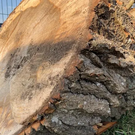 W Brzozach Sznurki Spokojna 1 - Chmielno, Kaszuby, Dom, Jezioro *