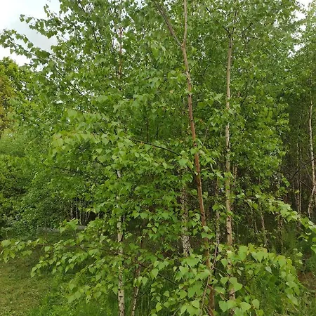 W Brzozach Sznurki Spokojna 1 - Chmielno, Kaszuby, Dom, Jezioro *