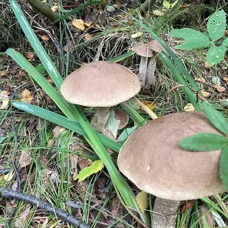 Дом отдыха W Brzozach Sznurki Spokojna 1 - Chmielno, Kaszuby, Dom, Jezioro