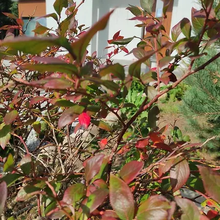 W Brzozach Sznurki Spokojna 1 - Chmielno, Kaszuby, Dom, Jezioro 펜션 흐미엘노