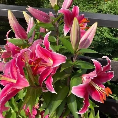 W Brzozach Sznurki Spokojna 1 - Chmielno, Kaszuby, Dom, Jezioro Дом отдыха Хмельно