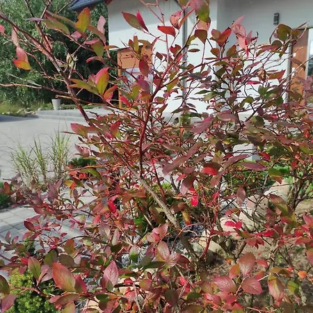 W Brzozach Sznurki Spokojna 1 - Chmielno, Kaszuby, Dom, Jezioro Tatil Evi Chmielno