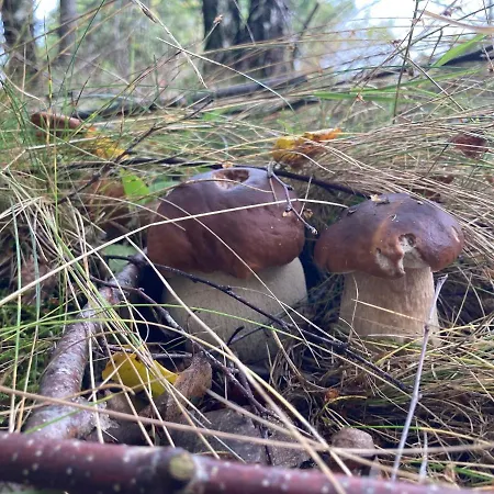 W Brzozach Sznurki Spokojna 1 - Chmielno, Kaszuby, Dom, Jezioro * 흐미엘노