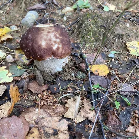 W Brzozach Sznurki Spokojna 1 - Chmielno, Kaszuby, Dom, Jezioro Semesterbostad