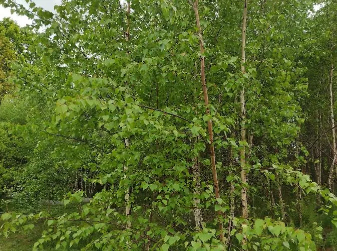 W Brzozach Sznurki Spokojna 1 - Chmielno, Kaszuby, Dom, Jezioro *