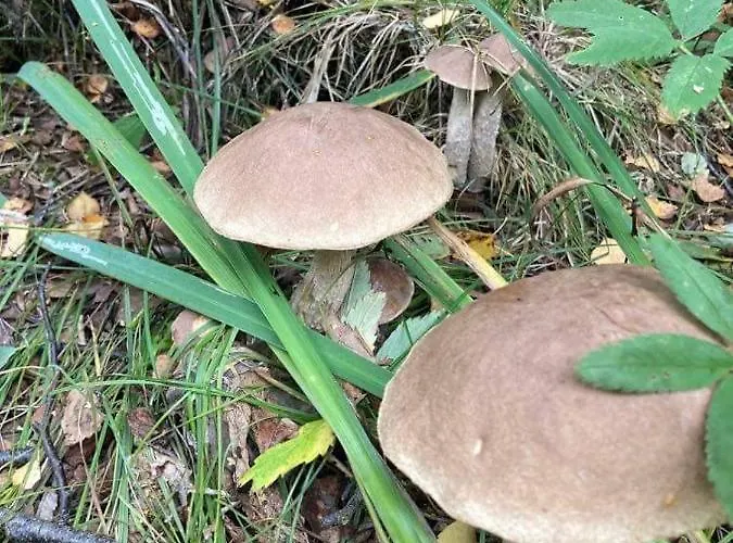 Semesterbostad W Brzozach Sznurki Spokojna 1 - Chmielno, Kaszuby, Dom, Jezioro