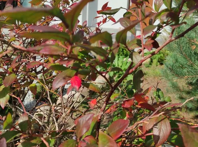 W Brzozach Sznurki Spokojna 1 - Chmielno, Kaszuby, Dom, Jezioro Semesterbostad Chmielno