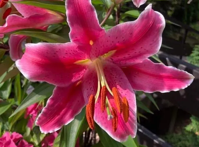 W Brzozach Sznurki Spokojna 1 - Chmielno, Kaszuby, Dom, Jezioro * Chmielno