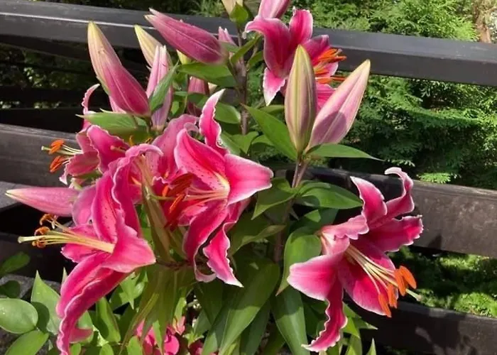 W Brzozach Sznurki Spokojna 1 - Chmielno, Kaszuby, Dom, Jezioro Semesterbostad Chmielno