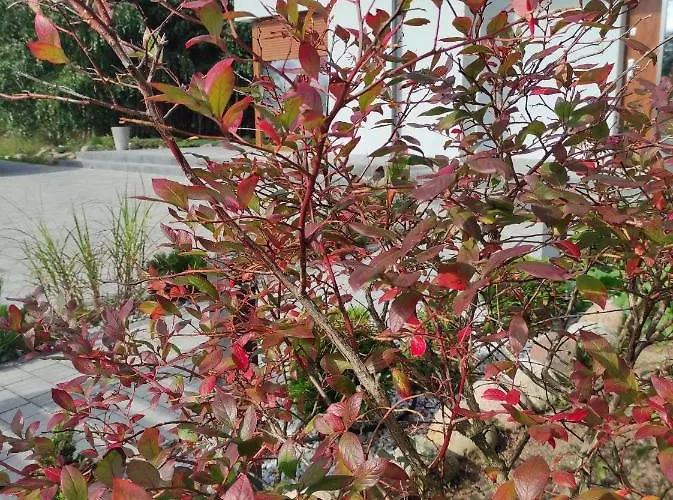 W Brzozach Sznurki Spokojna 1 - Chmielno, Kaszuby, Dom, Jezioro Semesterbostad Chmielno