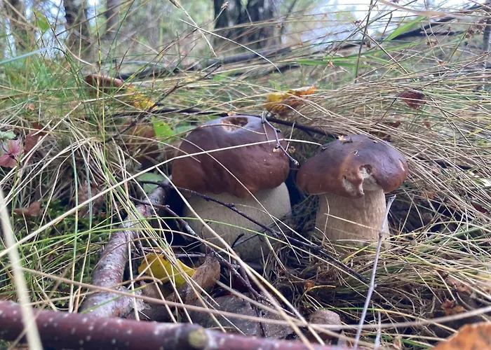 W Brzozach Sznurki Spokojna 1 - Chmielno, Kaszuby, Dom, Jezioro * Chmielno