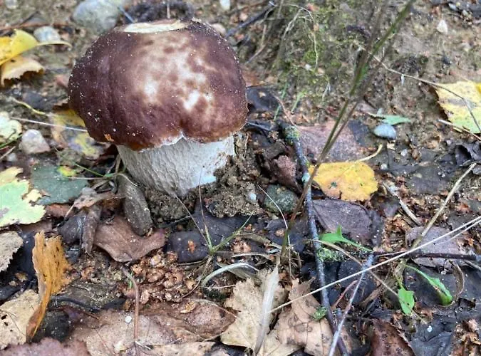 W Brzozach Sznurki Spokojna 1 - Chmielno, Kaszuby, Dom, Jezioro Ferienhaus